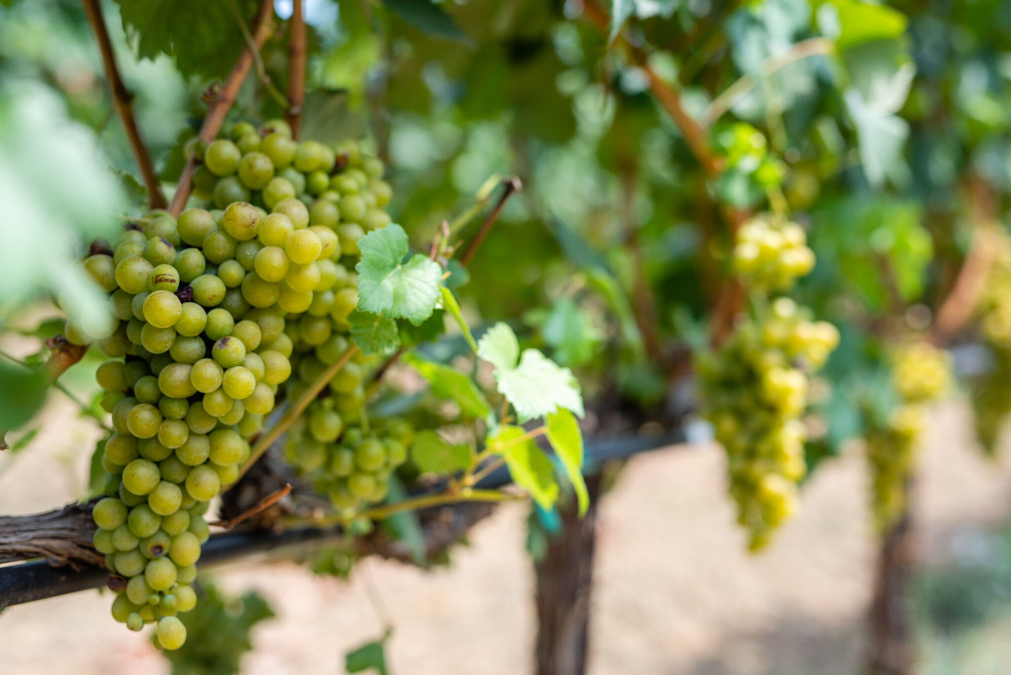 Orfanos Estate — winery